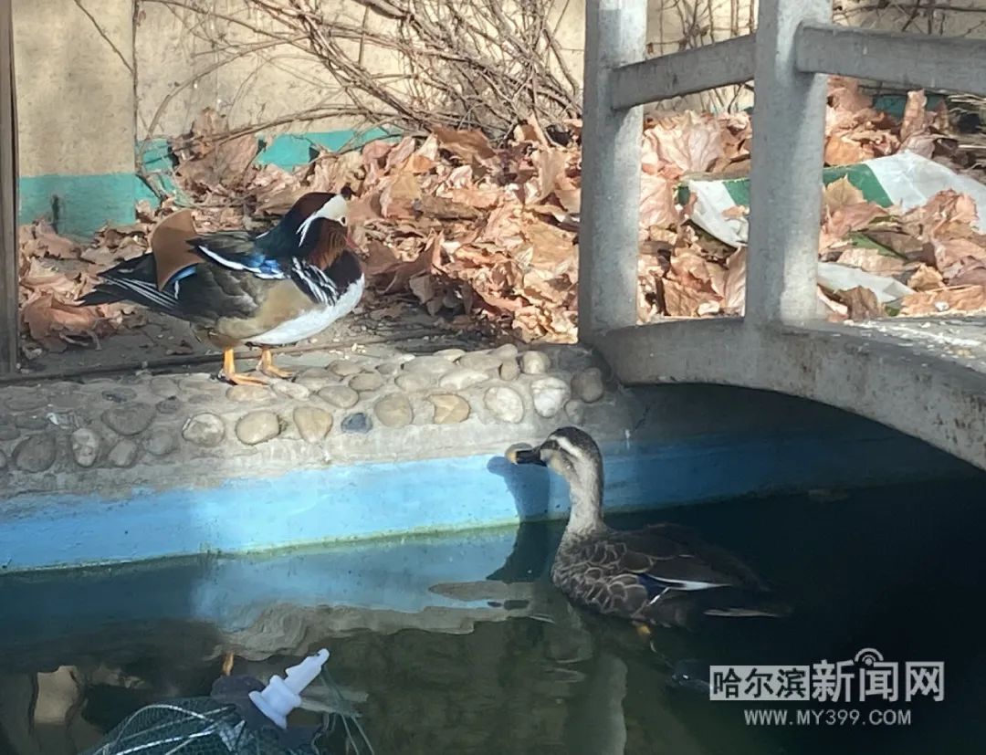 每年总有那么几只鸳鸯“懒得走”丨既然想在哈尔滨过冬，“别墅”安排上