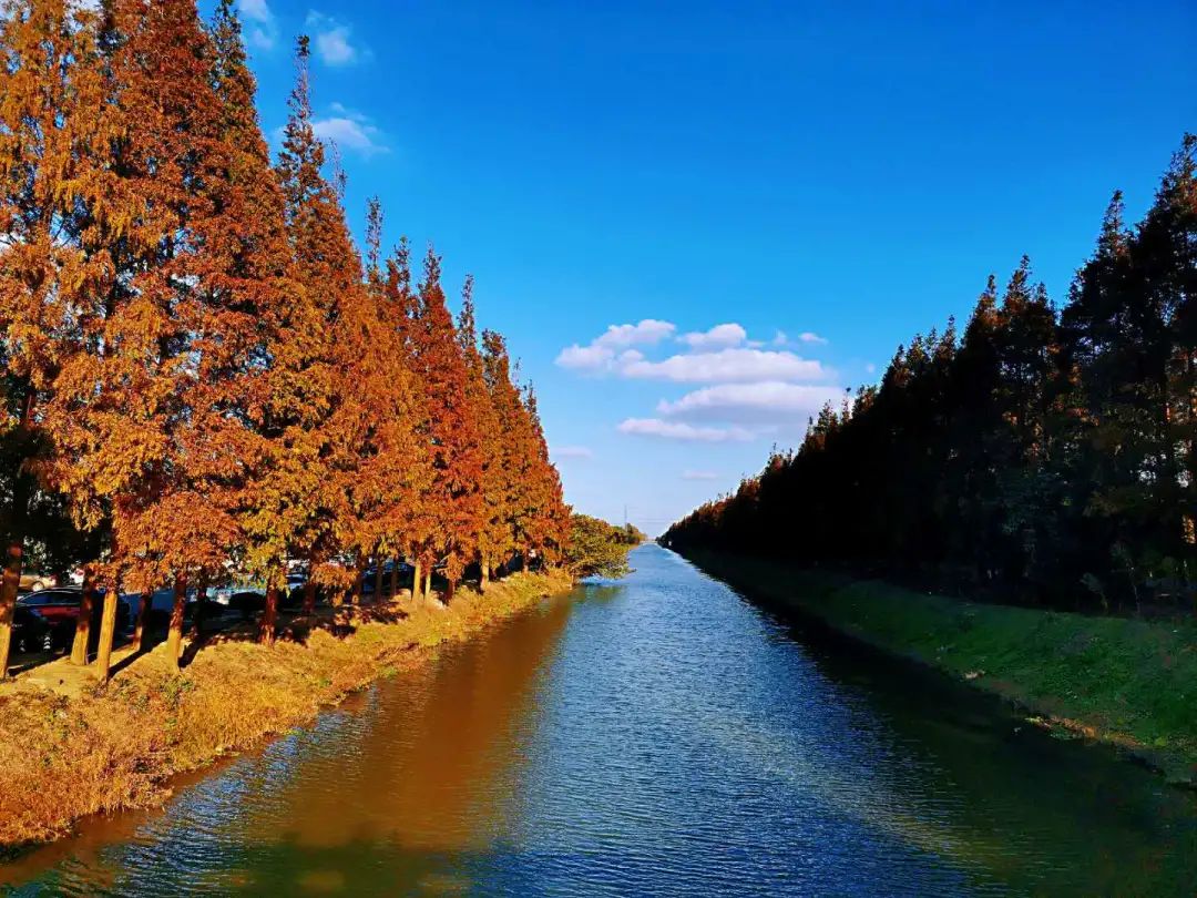 巴黎太远，来奉贤海湾感受初冬油画般风景的浪漫！