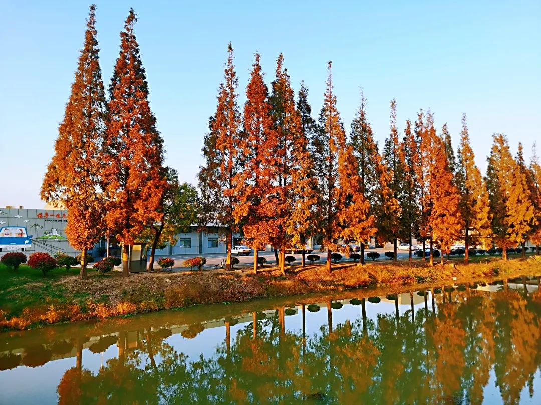 巴黎太远，来奉贤海湾感受初冬油画般风景的浪漫！