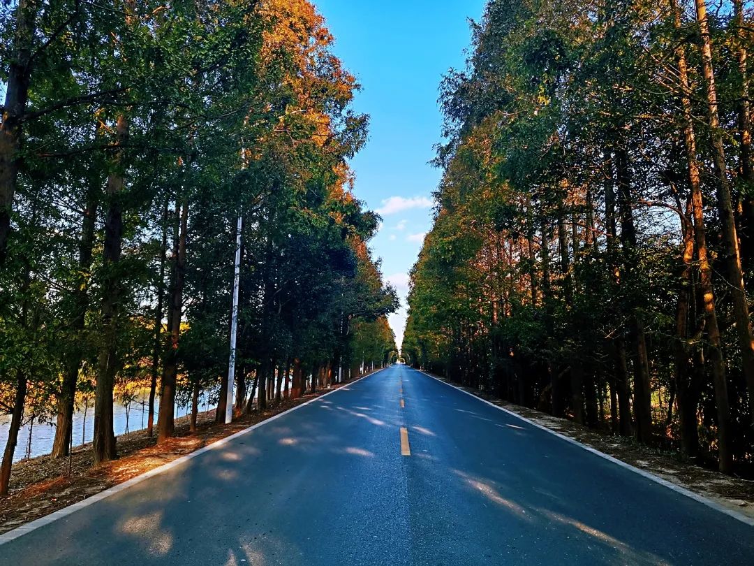 巴黎太远，来奉贤海湾感受初冬油画般风景的浪漫！