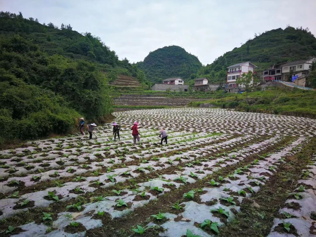 微信表情包：管家婆免费开奖大全-我的扶贫故事丨苦干实干  一心为民写芳华