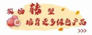 凤凰网：管家婆精准期期选一肖20-创·风华 - 女企业家张黎佳：与桃结缘，推动桃产业转型升级