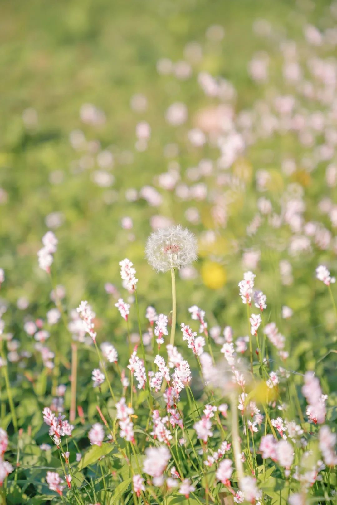 哔哩哔哩弹幕网：最准的一肖一码100%-美！华师神秘“花海”等你打卡~