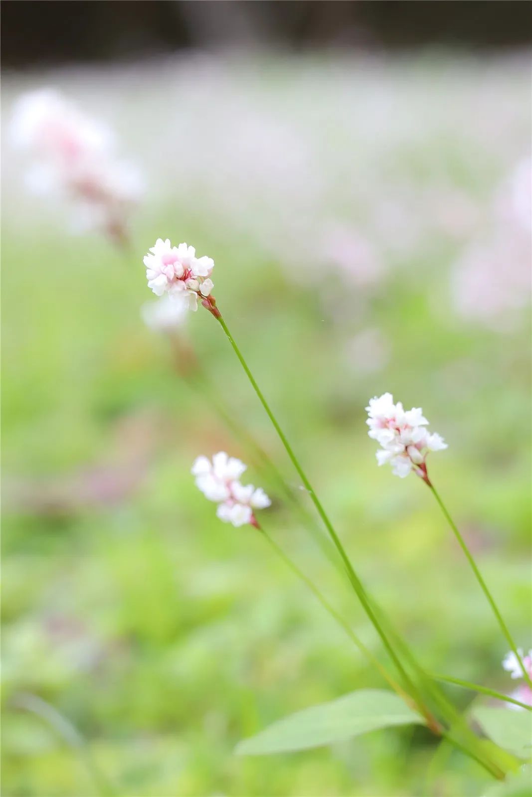 哔哩哔哩弹幕网：最准的一肖一码100%-美！华师神秘“花海”等你打卡~