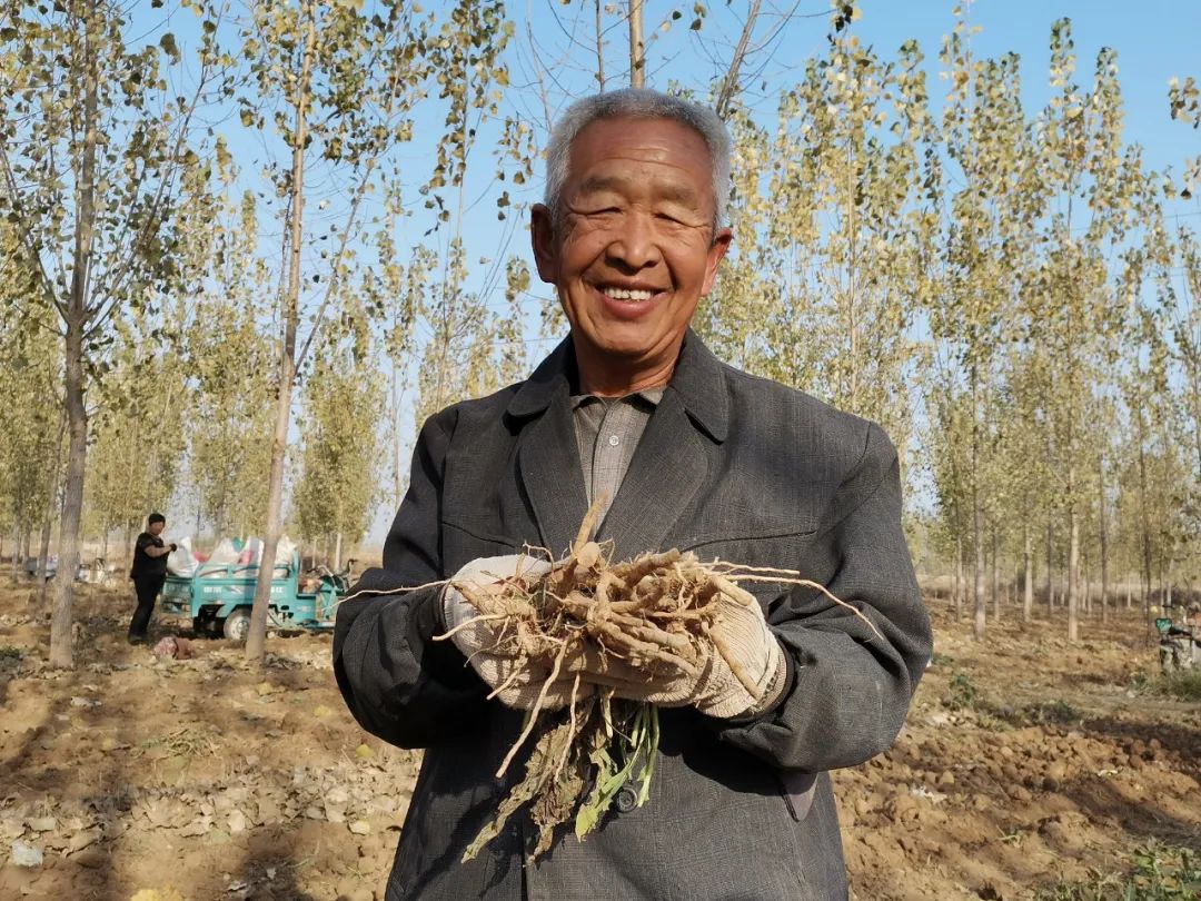 【走向我们的小康生活】板蓝根种植解锁致富“新密码”