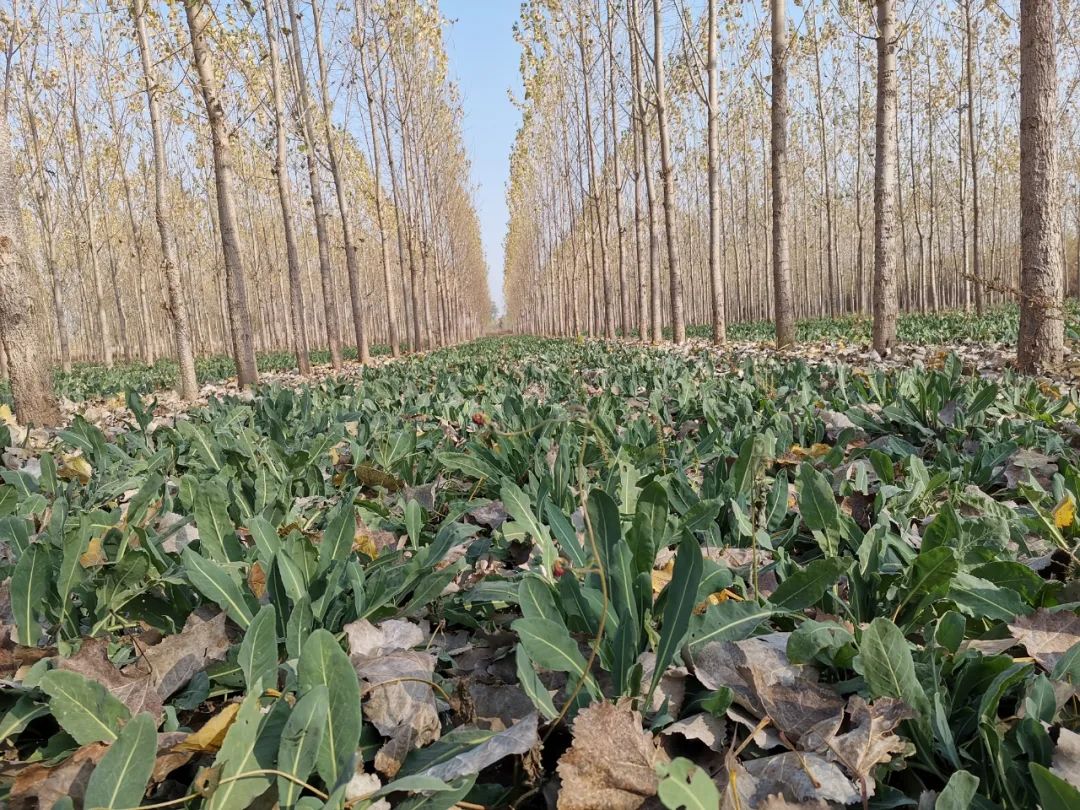 【走向我们的小康生活】板蓝根种植解锁致富“新密码”