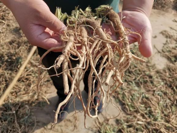 【走向我们的小康生活】板蓝根种植解锁致富“新密码”