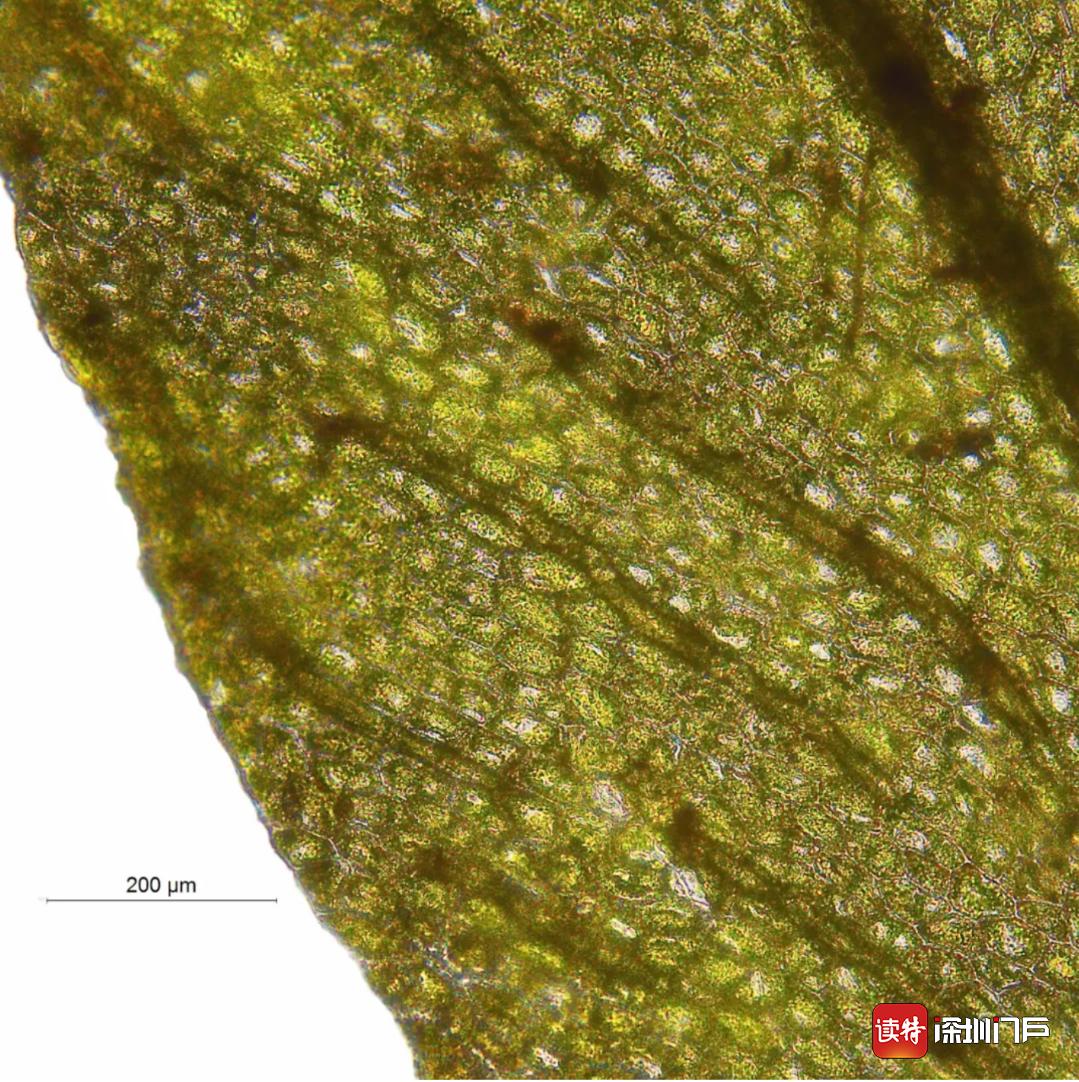 人民日报：管家婆天天好资料大全-以“深圳”命名的植物又上新了！这次是一种稀少的蕨类，长这样→