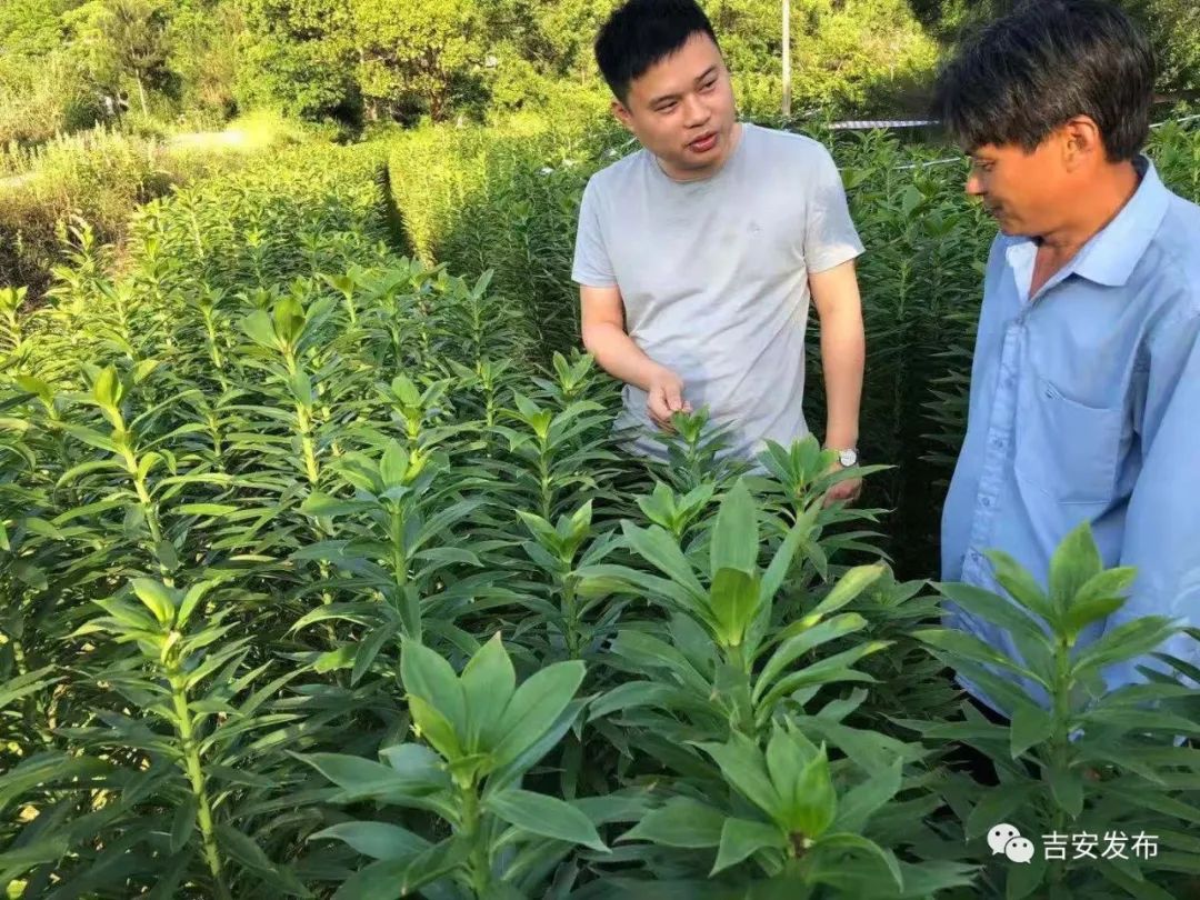 中国新闻网：管家婆一肖一码100正确-【贯彻五中全会精神一线在行动】刘启东：借政策东风筑富民产业