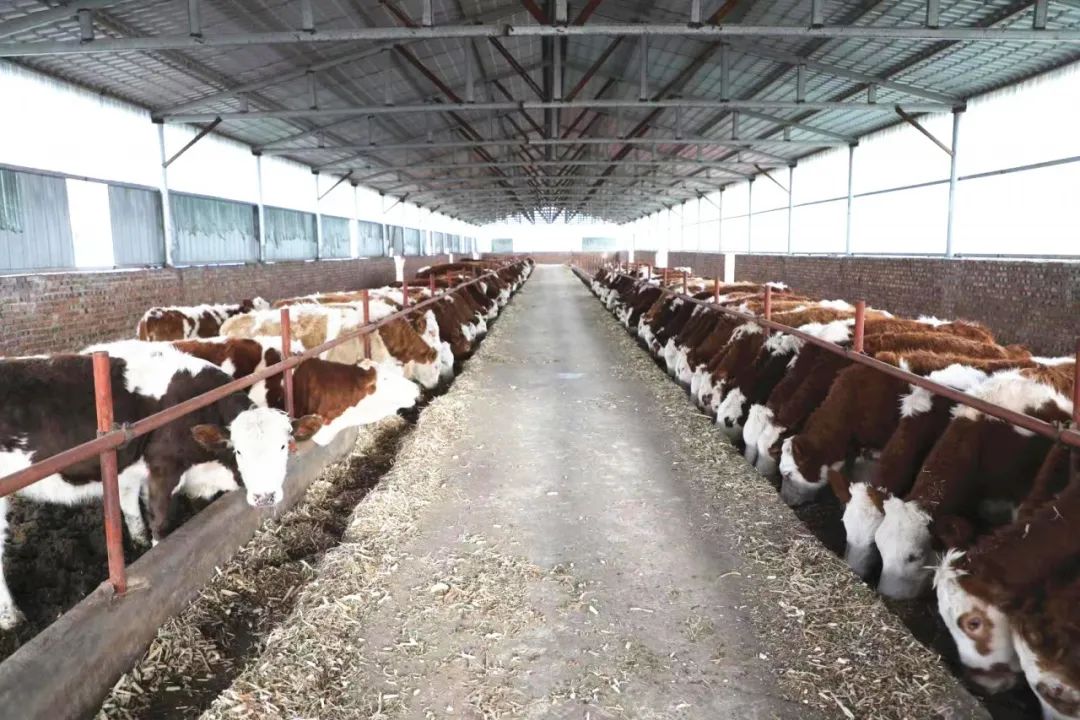 【决战决胜脱贫攻坚】发展养牛产业让群众生活“牛”起来